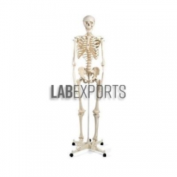 Osteology Models