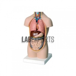 Human Anatomy Models