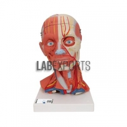 Head and Facial Models