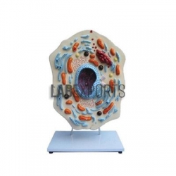 Zoology Anatomy Models