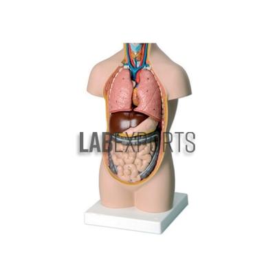 Human Torso Without Head