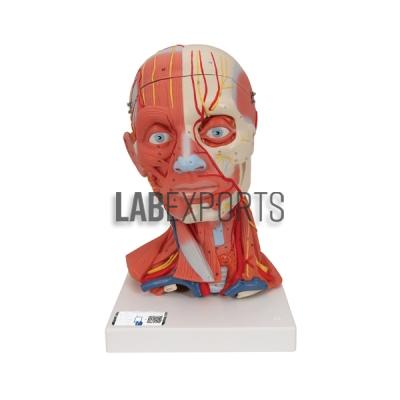 Head And Neck Model