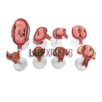 Human Embryo Development Set