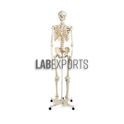 Human Skeleton