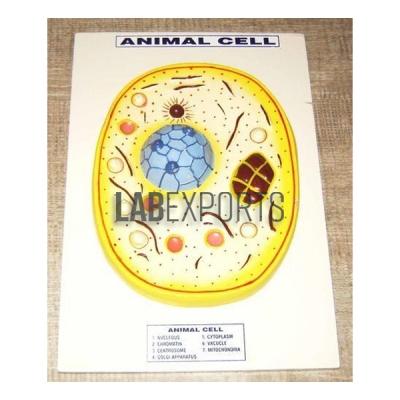 Animal Cell Zoology Model