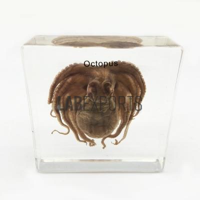 Specimen Of Octopus