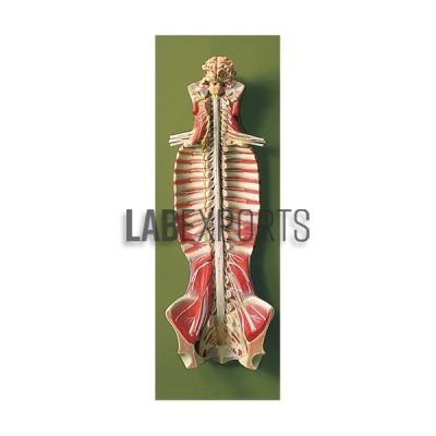 Human Spinal Cord Model