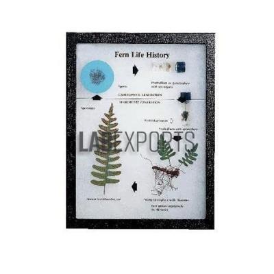 Fern Life History