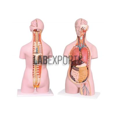 Human Torso With Interchangeable Sex Organs