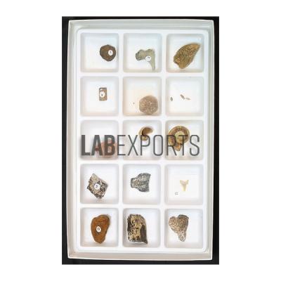 Fossil Kit