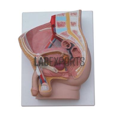 Human Pelvis, 2 Parts, Male