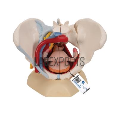 Human Pelvis, Female