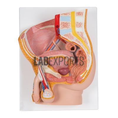 Human Male Half Pelvis