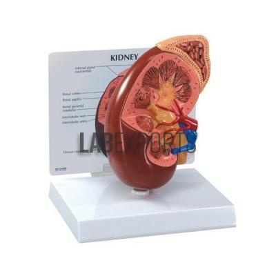 Human Kidney