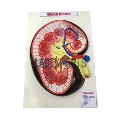 Human Kidney Structures