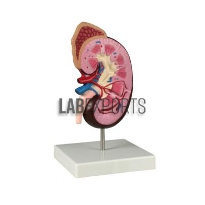 Human Kidney Structures, Free Standing