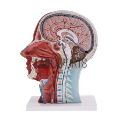 Human Head and Neck Model