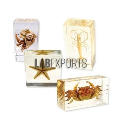 Science Specimens of Sea Life Animals