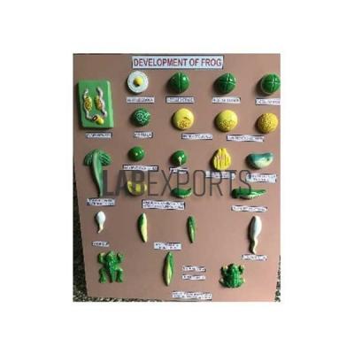 Frog Development Zoology Model