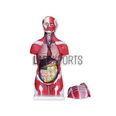 Human Torso With Muscles