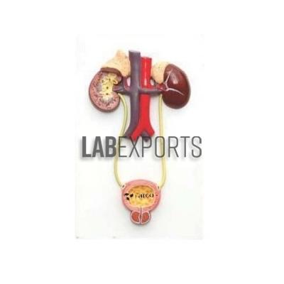 Human Urinary System