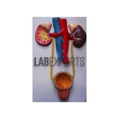 Human Urinary System (Deluxe)