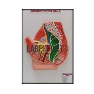 Human Female Urogenital