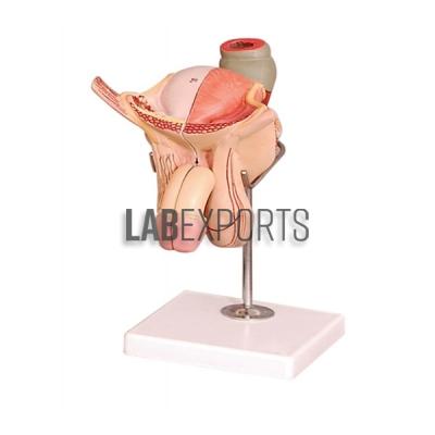 Human Male Genital Organs