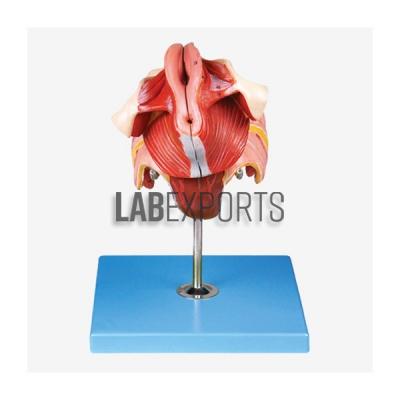 Human Female Genital Organs