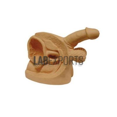 Male Internal and External Organs Advanced