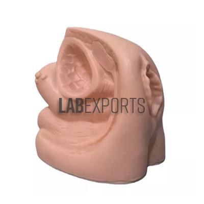 Female Internal and External Organs Advanced