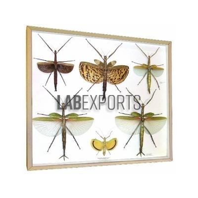Science Specimens of Stick Insect