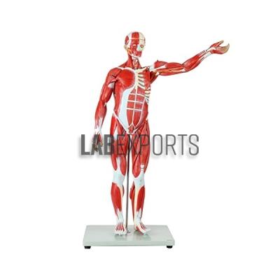 Human Muscular Figure Life Size 36 Parts