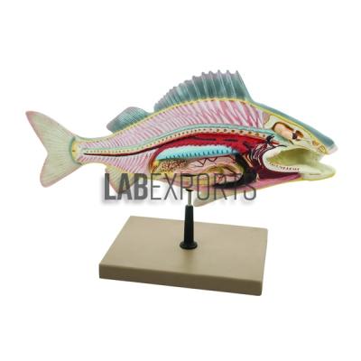 Perch Fish Dissection Zoology Model