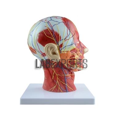 Human Head Model with Muscles