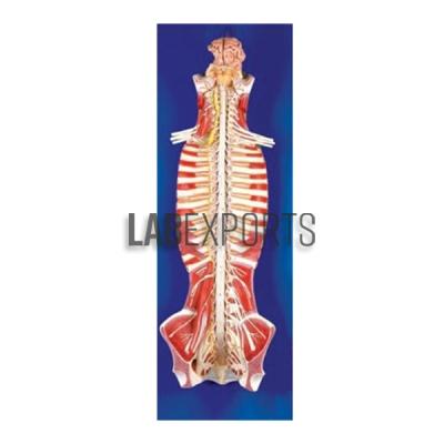 Spinal cord in the spinal canal