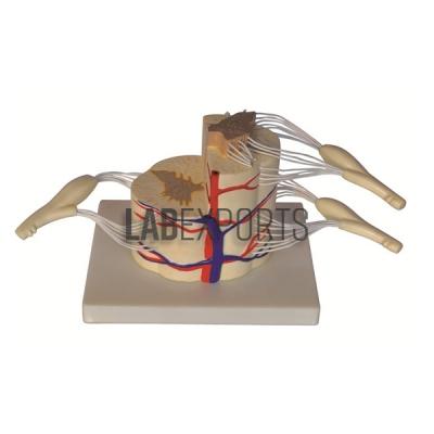 Human Vertebral And Partial Spinal Cord