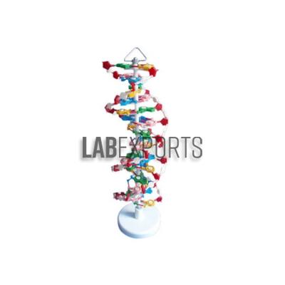 DNA Model on Base