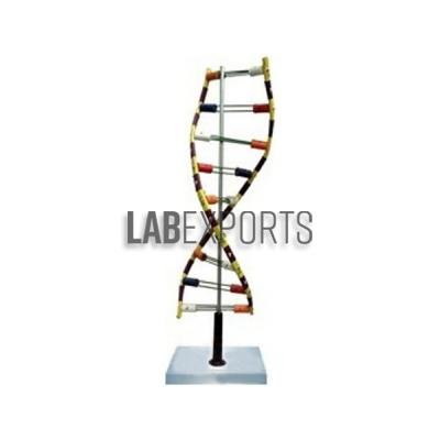 DNA Model, Standing, Economy