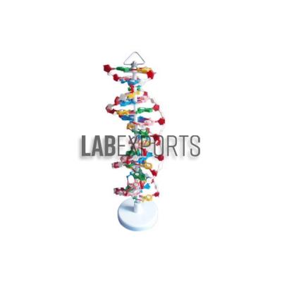 DNA Structure Model, Plastic Assembly Kit, Deluxe
