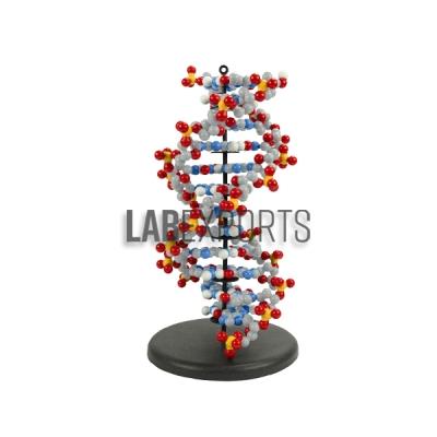 DNA Structure Model, Plastic Assembly Kit