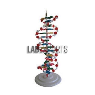 DNA Activity Model