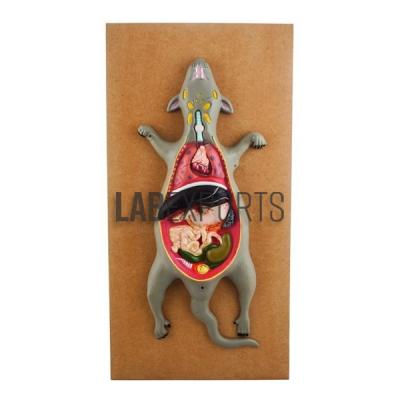 Rat Dissection Model