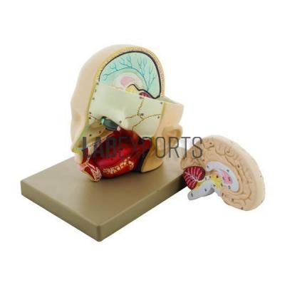 Human Head Model type 2