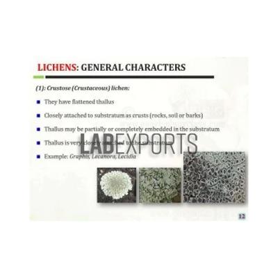 General Lichen