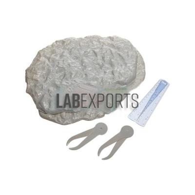 Variation And Evolution Fossil Kit