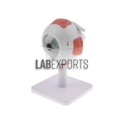 Human Eye 3X Anatomy Model