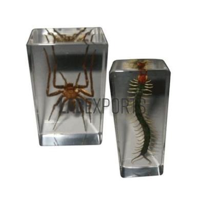 Real Life Science Specimens of Spider