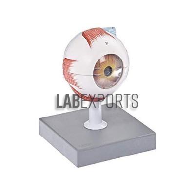 Human Eye Enlarged 5 Times Anatomy Model