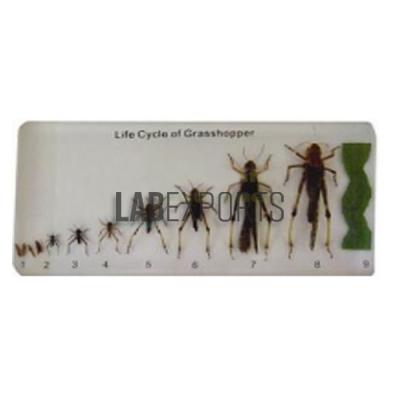 Grass Hopper